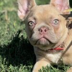 Franko-male-french-bulldog-puppy-for-sale- (3)