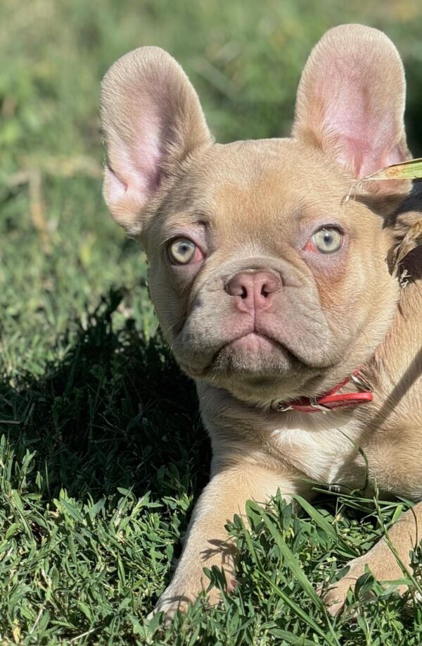 Franko French Bulldog Franko French Bulldog