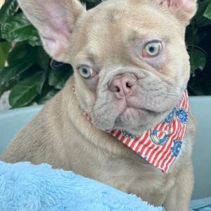 Franko French Bulldog Franko French Bulldog