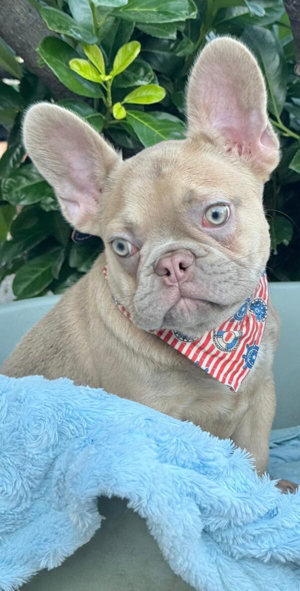 Franko French Bulldog Franko French Bulldog