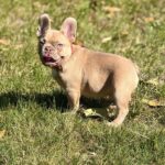 Franko-male-french-bulldog-puppy-for-sale- (4)