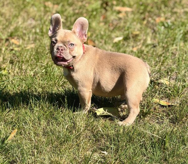 Franko French Bulldog Franko French Bulldog