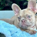 Franko-male-french-bulldog-puppy-for-sale- (5)