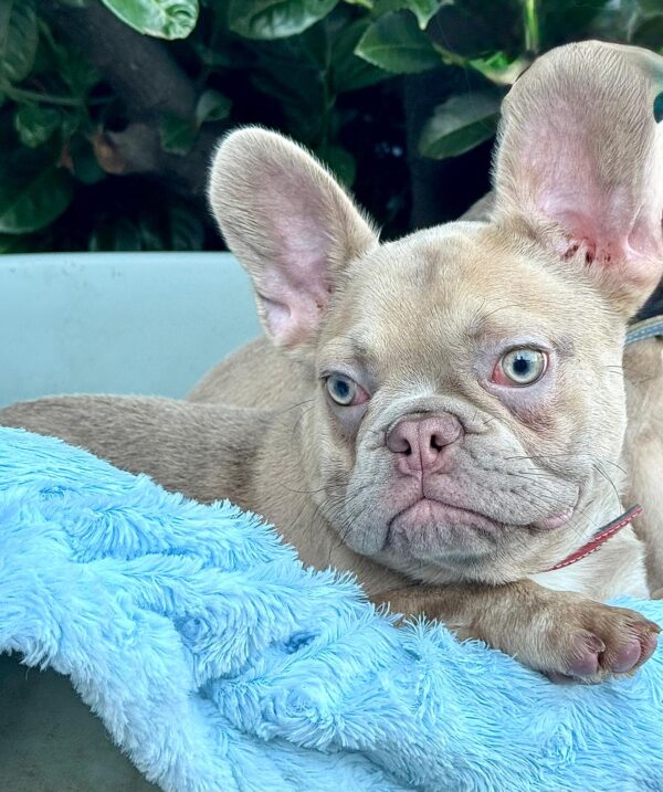 Franko French Bulldog Franko French Bulldog