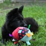 Freya-female-German-shepherd-puppy-for-sale-1 (1)