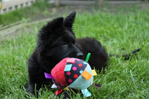 Freya German Shepherd Freya German Shepherd