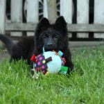 Freya-female-German-shepherd-puppy-for-sale-1 (2)