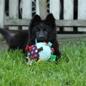 Freya German Shepherd Freya German Shepherd