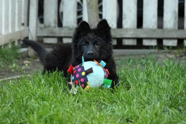 Freya German Shepherd Freya German Shepherd