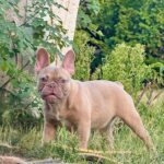 Funny-female-french-bulldog-puppy-for-sale- (1)