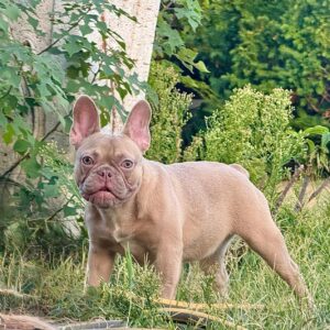 Funny French Bulldog Funny French Bulldog