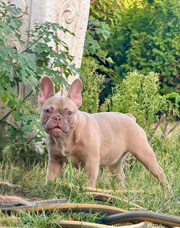 Funny French Bulldog Funny French Bulldog
