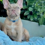Funny-female-french-bulldog-puppy-for-sale- (1)