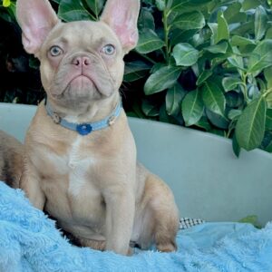 Funny French Bulldog Funny French Bulldog
