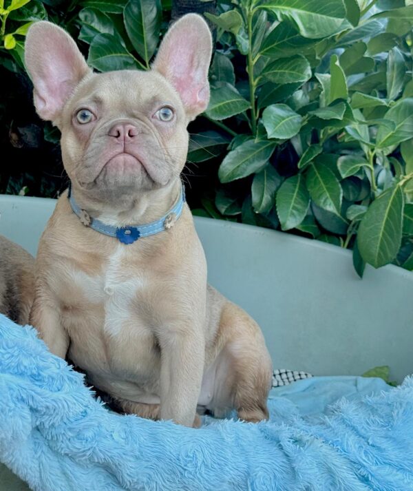Funny French Bulldog Funny French Bulldog