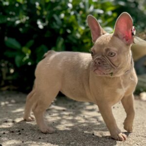 Funny French Bulldog Funny French Bulldog