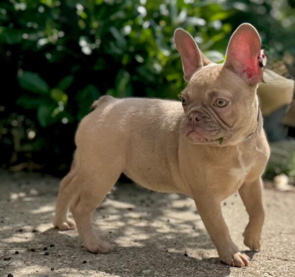 Funny French Bulldog Funny French Bulldog