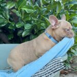 Funny-female-french-bulldog-puppy-for-sale- (2)