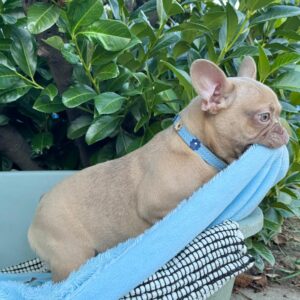 Funny French Bulldog Funny French Bulldog
