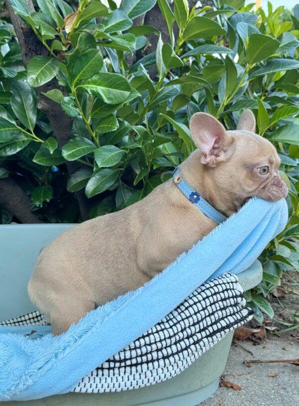 Funny French Bulldog Funny French Bulldog