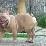 Funny-female-french-bulldog-puppy-for-sale- (2)