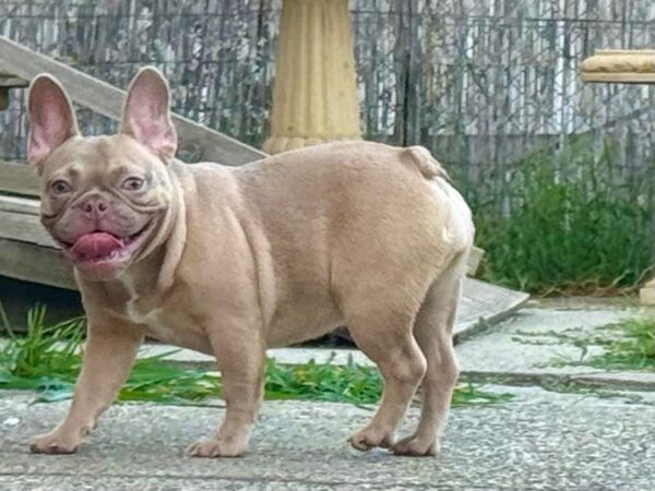 Funny French Bulldog Funny French Bulldog