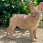 Funny-female-french-bulldog-puppy-for-sale- (3)