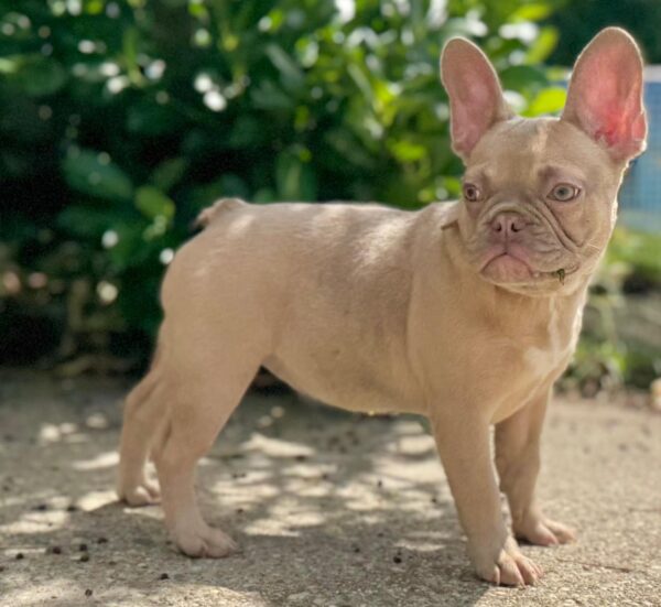 Funny French Bulldog Funny French Bulldog