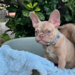 Funny-female-french-bulldog-puppy-for-sale- (3)