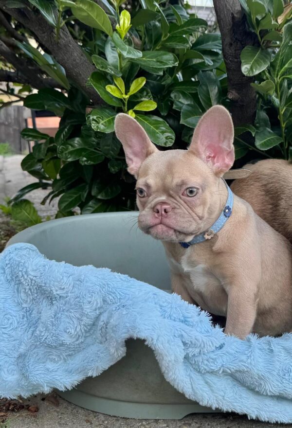 Funny French Bulldog Funny French Bulldog