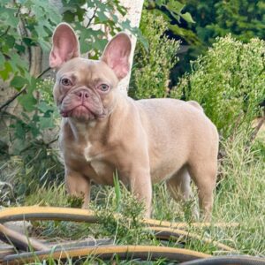 Funny French Bulldog Funny French Bulldog