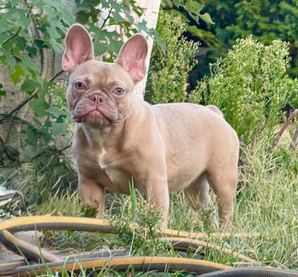 Funny French Bulldog Funny French Bulldog