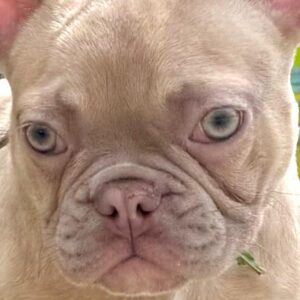 Funny French Bulldog Funny French Bulldog