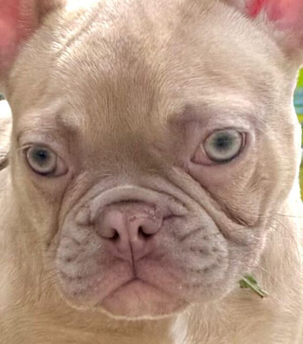 Funny French Bulldog Funny French Bulldog