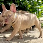 Funny-female-french-bulldog-puppy-for-sale- (5)