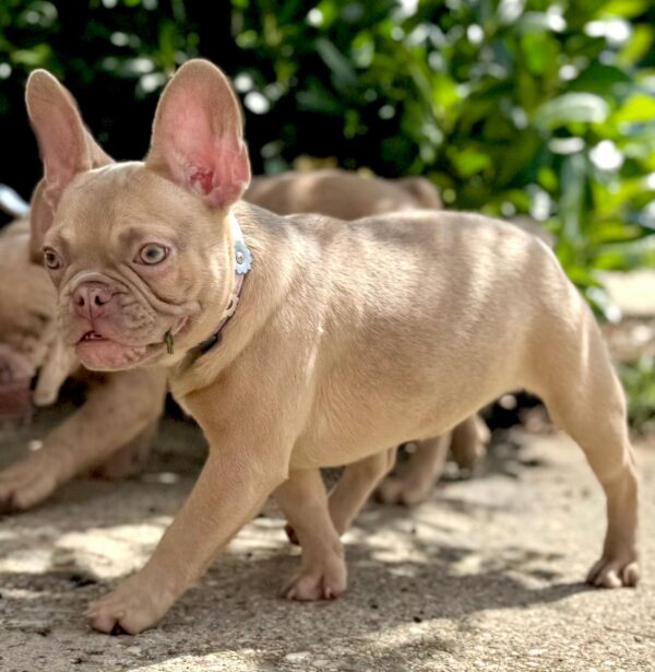 Funny French Bulldog Funny French Bulldog