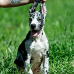 Galileo-male-Great-Dane-puppy-for-sale-1