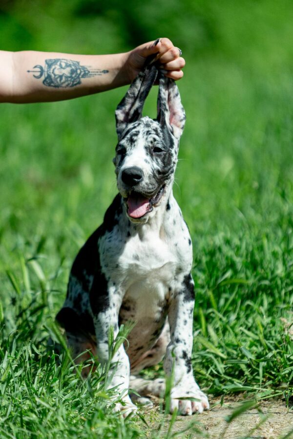Galileo Great Dane Galileo Great Dane