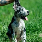 Galileo-male-Great-Dane-puppy-for-sale-2