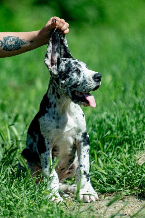 Galileo Great Dane Galileo Great Dane