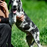 Galileo-male-Great-Dane-puppy-for-sale-3