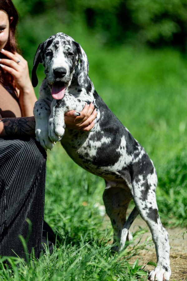 Galileo Great Dane Galileo Great Dane
