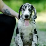 Galileo-male-Great-Dane-puppy-for-sale-4