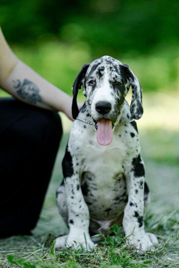 Galileo Great Dane Galileo Great Dane