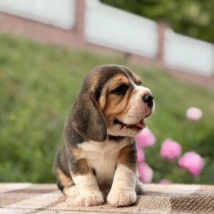 Gatsby Beagle Gatsby Beagle