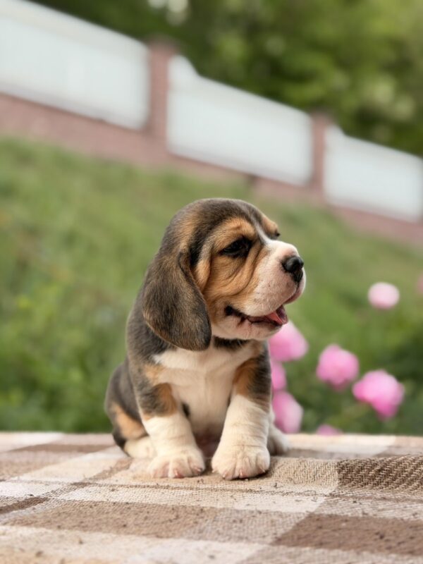 Gatsby Beagle Gatsby Beagle