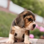 Gatsby-male-Beagle-puppy-for-sale-2
