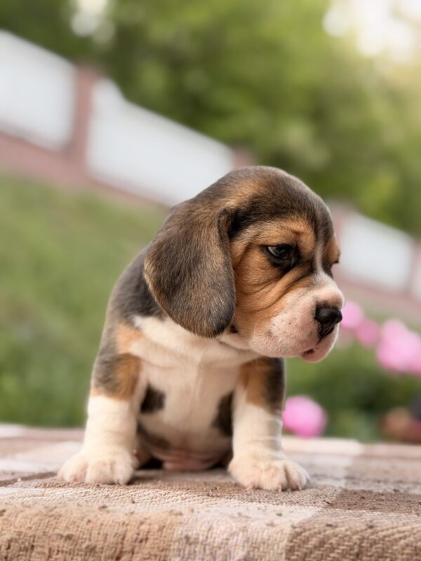 Gatsby Beagle Gatsby Beagle