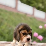 Gatsby-male-Beagle-puppy-for-sale-3