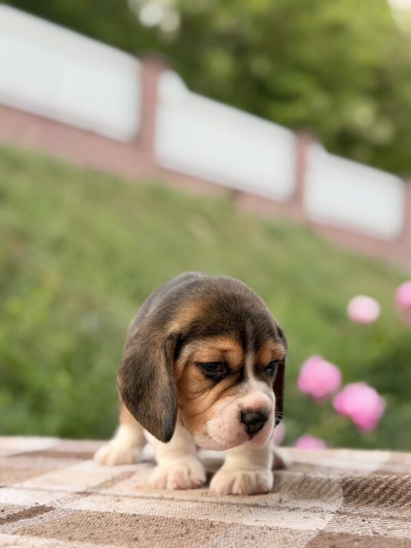 Gatsby Beagle Gatsby Beagle